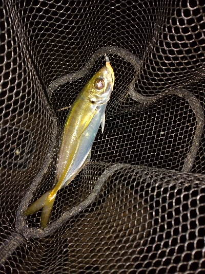 良型アジ回ってます