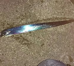 再びアオリに逢いたくて…食べたくて…しかし(T-T)