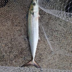 釣れて良かった！