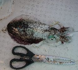 ボートエギング～のジギング！