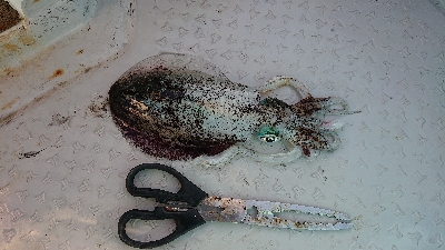 ボートエギング～のジギング！