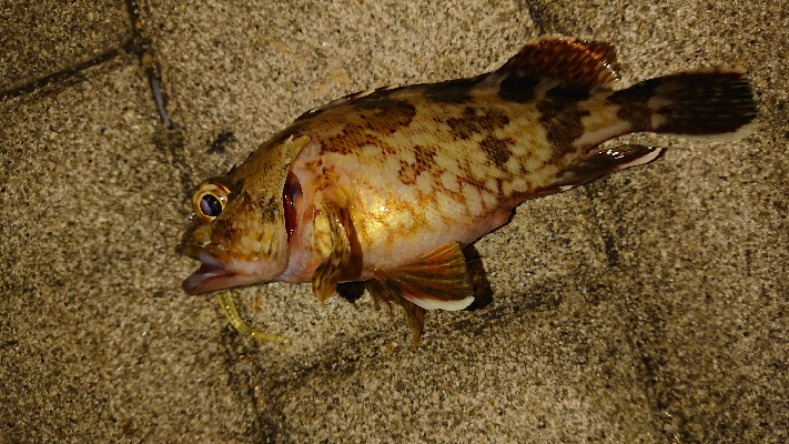 南港アジング結果ガシ