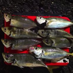 アジング練習 221