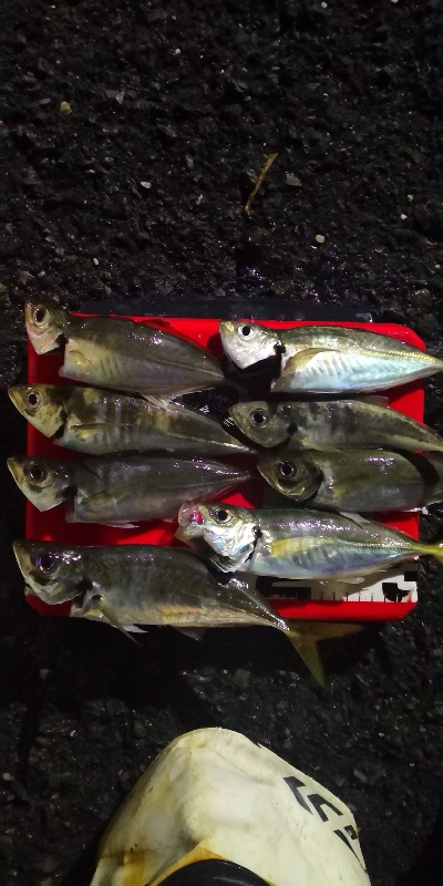 アジング練習 221