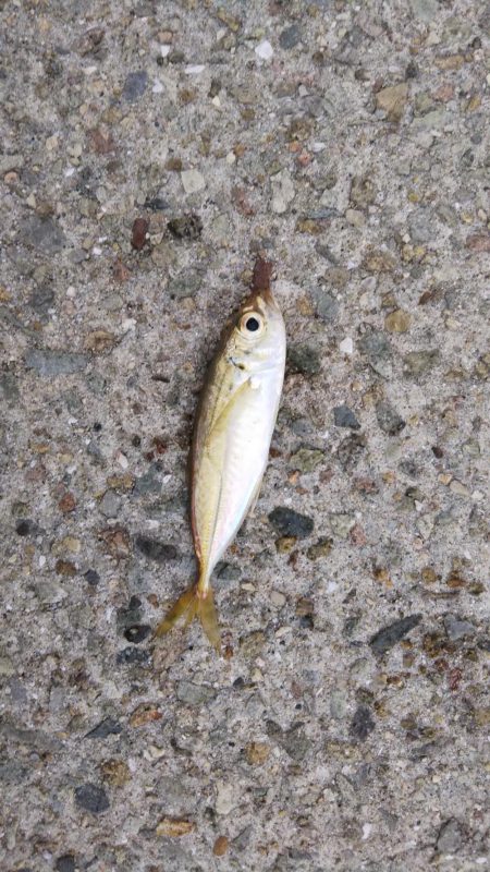 ひさびさにサビキ