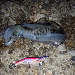 アオリイカを求めて~11月27日