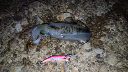 アオリイカを求めて~11月27日