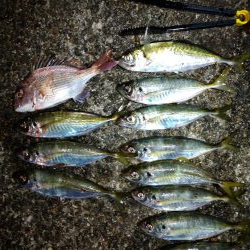 太刀魚&アジ釣り