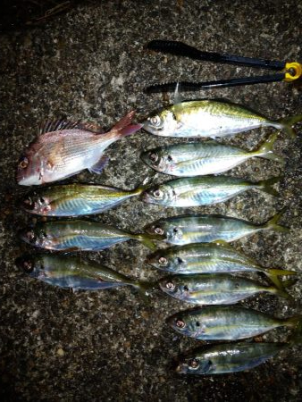 太刀魚＆アジ釣り