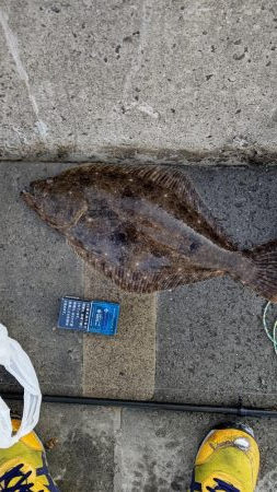 泳がせにヒラメ