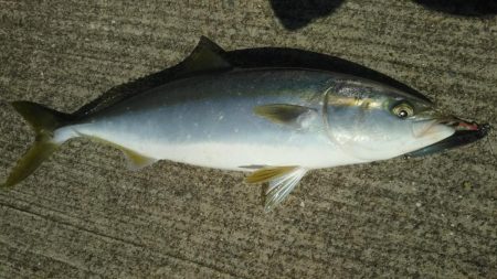 メジロは何処へ❓