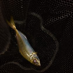 良型アジ回ってます