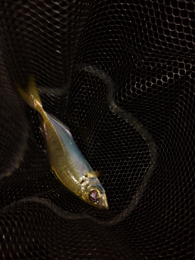 良型アジ回ってます