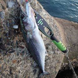 フォールでドン