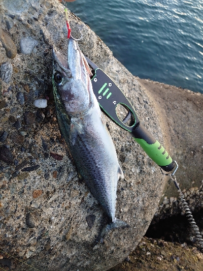 フォールでドン