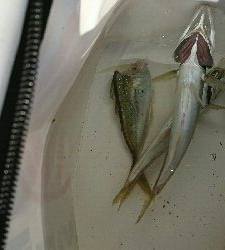 再びアオリに逢いたくて…食べたくて…しかし(T-T)