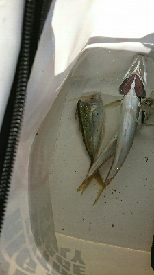 再びアオリに逢いたくて…食べたくて…しかし(T-T)