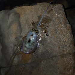 今年ラストエギングで良型