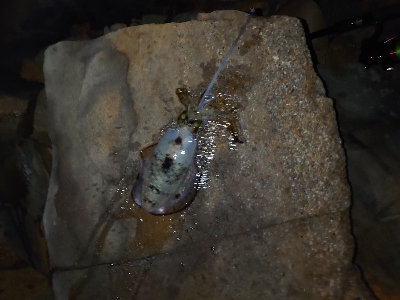 今年ラストエギングで良型