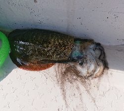 ボートエギング～のジギング！