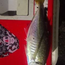 アジング練習 221