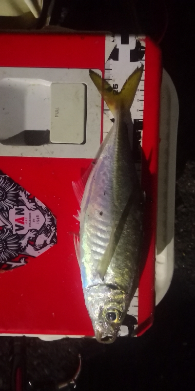 アジング練習 221