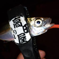 少しだけアジング