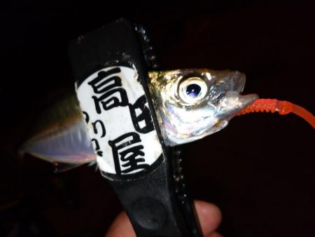 少しだけアジング