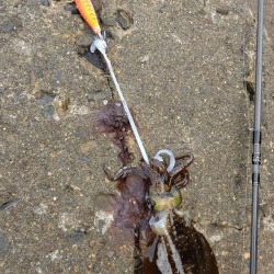 TEAMゲッソー調査隊