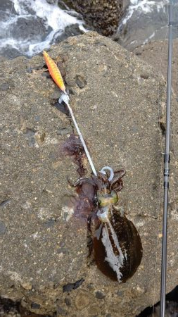 TEAMゲッソー調査隊