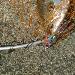 メジロは何処へ❓