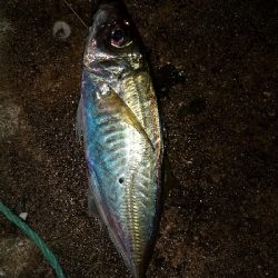 仕事帰りの部活動