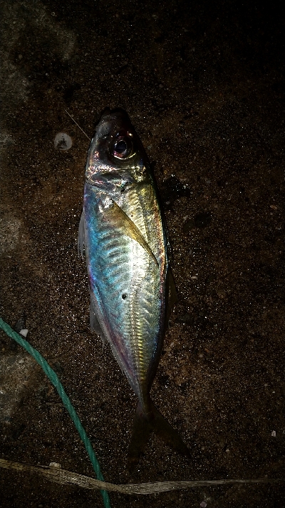 仕事帰りの部活動