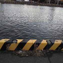 サバでボウズ回避