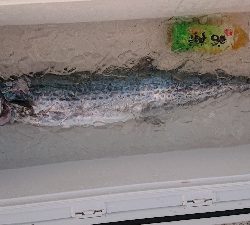 ボートエギング～のジギング！