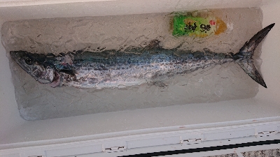 ボートエギング～のジギング！