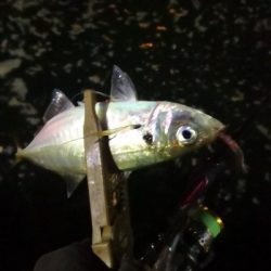 アジング練習 221