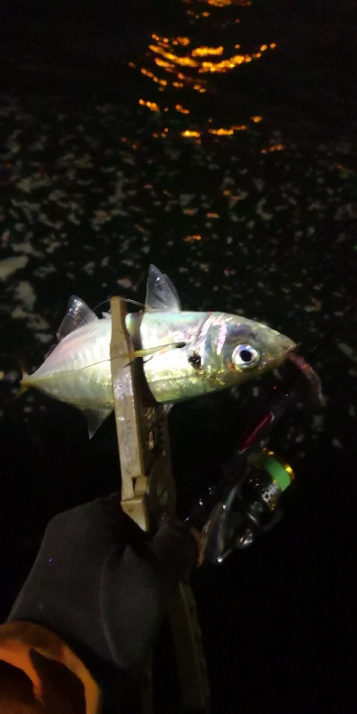 アジング練習 221