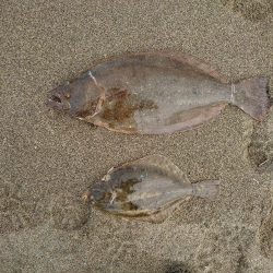 鈴鹿サーフと津の堤防にて