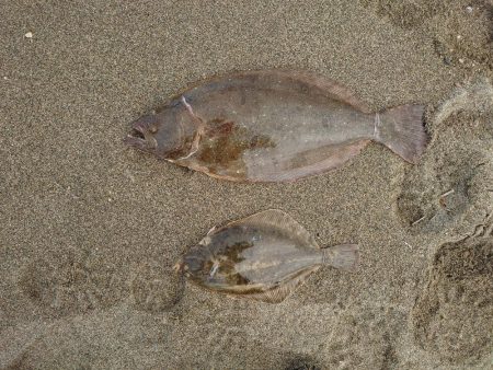 鈴鹿サーフと津の堤防にて