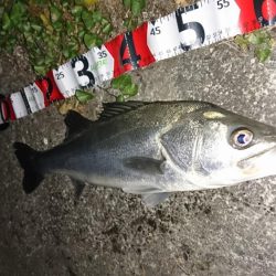 お試しのつもりが