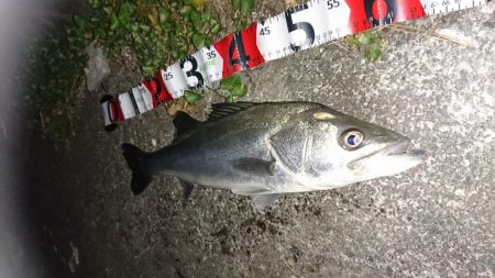 お試しのつもりが