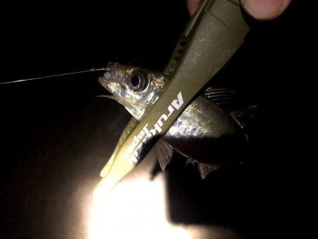 消極的回遊待ちアジング