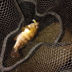 良型アジ回ってます