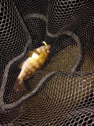 良型アジ回ってます