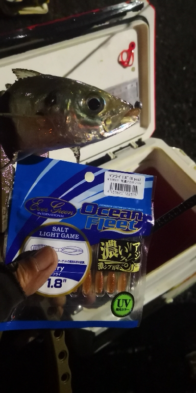 アジング練習 221