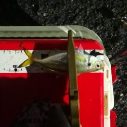 アジング練習 221