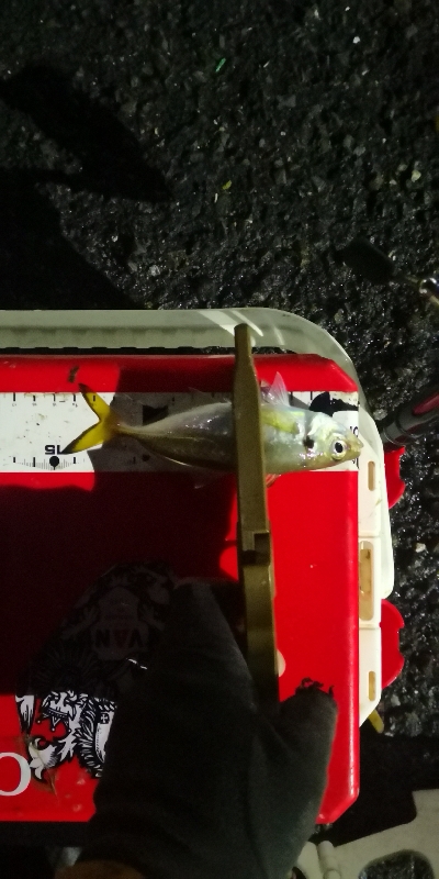 アジング練習 221