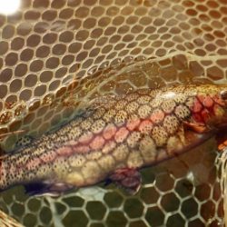 フィッシングレイクたかみや 釣果