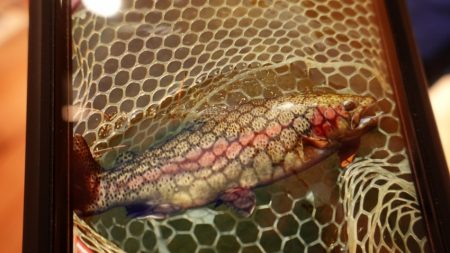 フィッシングレイクたかみや 釣果